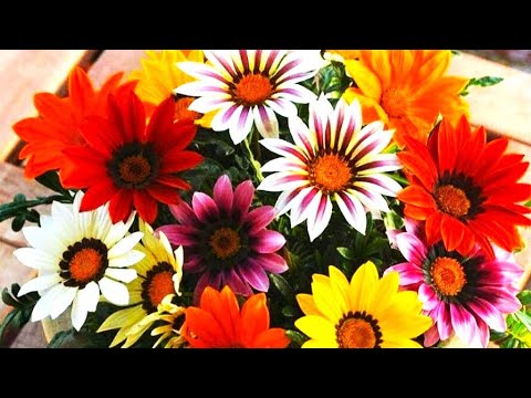 Видео: УСПЕЙТЕ ПОСЕЯТЬ ЭТИ КРАСИВЫЕ ЦВЕТЫ В КОНЦЕ ЗИМЫ
