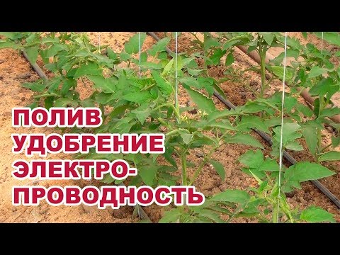 Видео: Полив, удобрение, электропроводность для сдерживания вегетативного роста (03-08-2018)