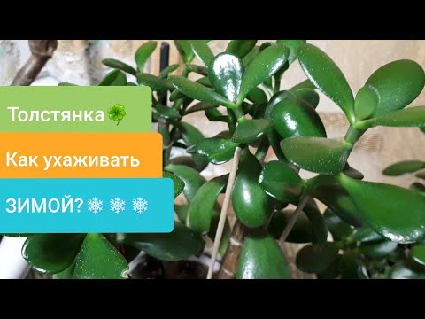 Видео: ТОЛСТЯНКА ЗИМОЙ! Как ухаживать?