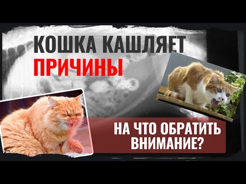 Видео: Кошка кашляет. Причины. На что обратить внимание?