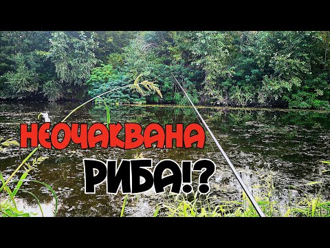 Видео: НЕОЧАКВАНА РИБА. В ТЪРСЕНЕ на КАРАКУДИ