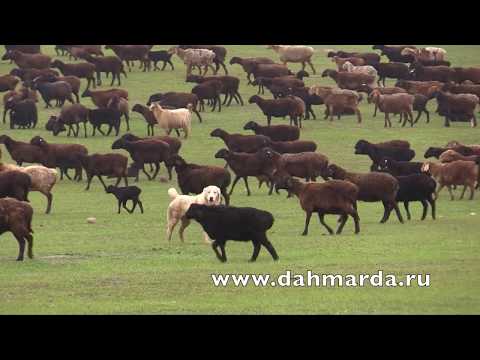 Видео: Таджикские аборигенные САО Таджикистана   саги дахмарда из Кабадияна и Шахритуса