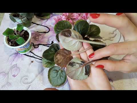 Видео: Фиалки в жару! Что делать и как спасти коллекцию? Мои ошибки .