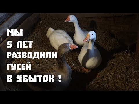 Видео: Сколько денег мы потеряли на гусях за пять лет?