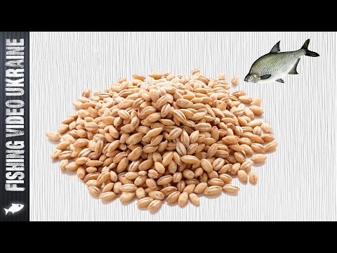 Видео: Правильная перловка для успешной рыбалки HD