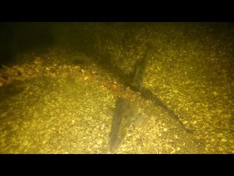 Видео: ХОЛОДНЫЙ ИЛИ ТЕПЛЫЙ СВЕТ?Какой выбрать фонарь?Подводная охота