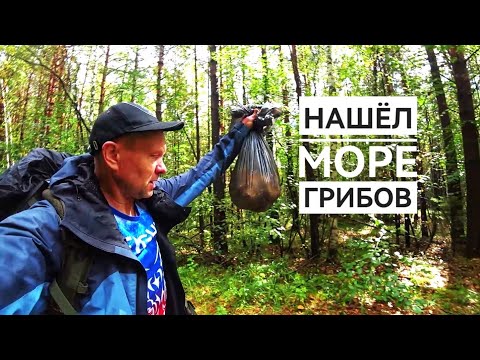 Видео: Нашёл море грибов Встретил кабана
