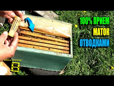 Видео: НАДЕЖНЫЙ СПОСОБ ПОДСАДКИ ПЧЕЛИНЫХ МАТОК В ОТВОДОК. РАБОТА С ОСНОВНЫМИ СЕМЬЯМИ. ПЧЕЛОВОДСТВО 25-21