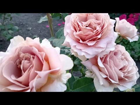 Видео: Цветут шикарные красотки! Средина сентября 2025 года.