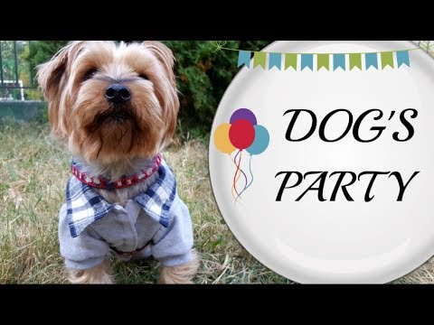 Видео: Рафи Търси Жена&Кучешко Парти/Ася Енева/Dog's Party/Asya Eneva