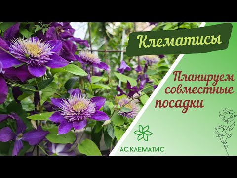 Видео: 🌸 Клематисы | Планируем совместные посадки 🌸 Часть 1 Группы обрезки.