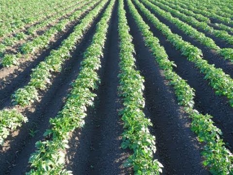 Видео: Эко42 Последняя обработка по листу картофеля