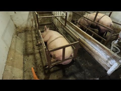 Видео: Свиноводство. Маленькие поросята. Выход туши 6 месяцев ландрас +темпо 