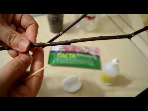 Видео: Срезанный цветонос - мусор или новая орхидея?