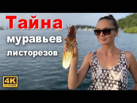 Видео: Тайна муравьев листорезов, вы верите в телепортацию? Пеликаньи хроники. Спасение морской черепахи.