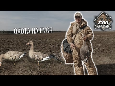 Видео: Весенняя охота на гуся 2023 | гусиные чучела Duck Mania Elite и Softplast Alfa | Махокрыл Duck Mania