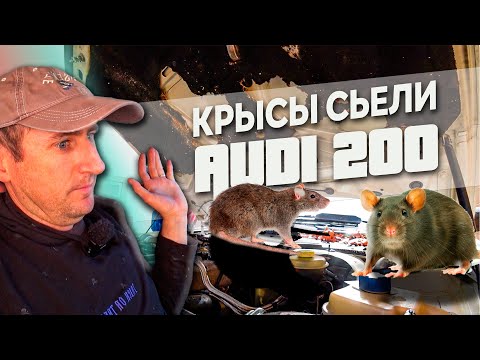 Видео: Ремонт Audi 200 / Крысы сьели всю проводку и не только...