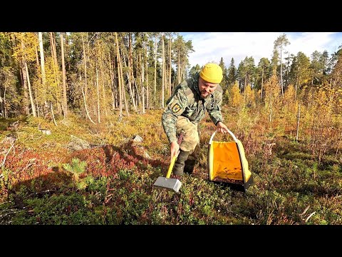 Видео: СБОР ЯГОД НОВЫМ СПОСОБОМ. КРУТЕЙШИЙ ИНСТРУМЕНТ ОТ АЛЕКСАНДРА ШАНИНА. ПОХОД ЗА БРУСНИКОЙ.