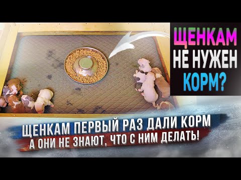 Видео: Щенки первый раз в жизни увидели сухой корм! Что вкусней: "сухари" или молоко матери? Питание щенков