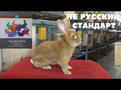 Видео: Стандарт Бургундского Кролика