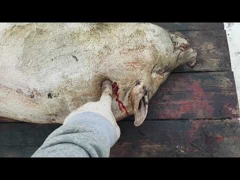 Видео: Забой поросенка.