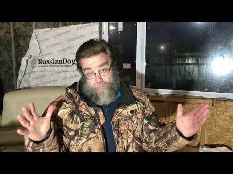 Видео: Дисплазия у щенка - как этого не допустить и как лечить?