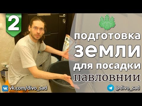 Видео: Как подготовить землю для посадки Павловнии.