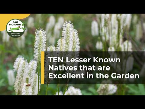 Видео: ДЕСЯТЬ малоизвестных аборигенов, которые отлично справляются с садоводством