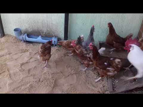 Видео: Обработка курятника, дезинфекция известью от паразитов