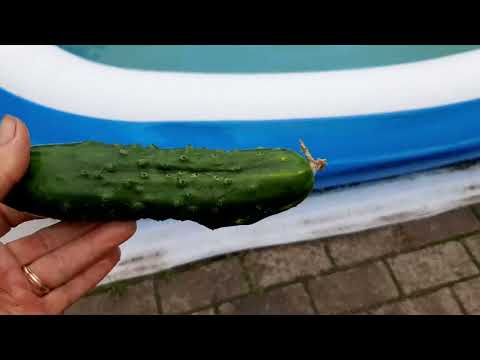 Видео: Розы козам. Все про чеснок: почему в теплице и про стрелки!