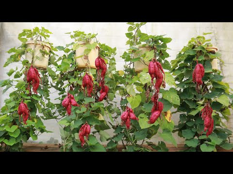 Видео: Экспериментальная посадка батата с подвесными растениями дала удивительные результаты