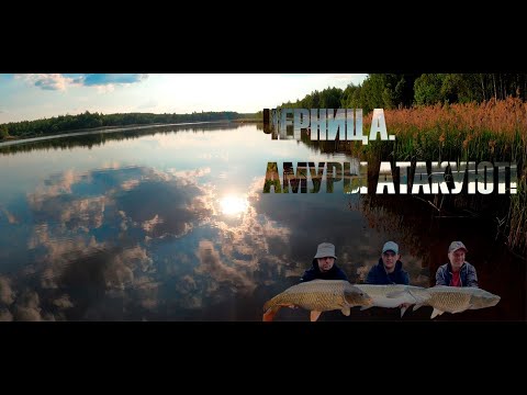 Видео: Рыбалка на Чернице, амуры атакуют снасти!