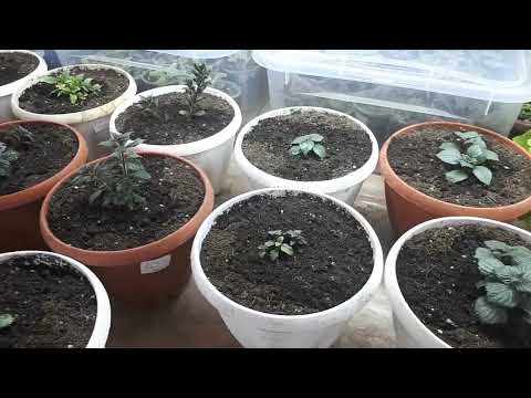 Видео: АХИМЕНЕСЫ. Пора сажать!