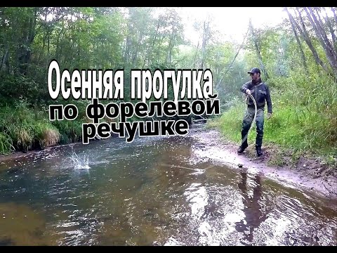 Видео: Нахлыст.Ловля форели и хариуса.Осенняя прогулка по маленькой речушке.