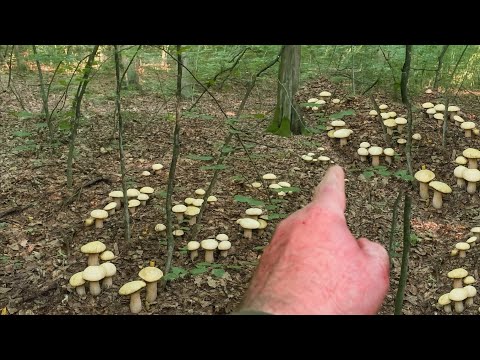 Видео: Гигантские колонии грибов. В нескольких местах корзины полны грибов.