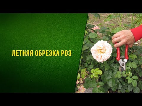 Видео: Летняя обрезка кустов роз после цветения