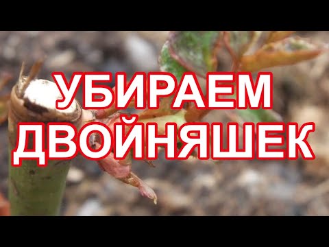Видео: РОЗЫ. ЭКСПЕРИМЕНТ, ОСТАВЛЯЮ ОДНУ ПОЧКУ НА РОЗАХ, ДВЕ БОКОВЫЕ УБИРАЮ.