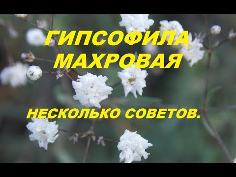 Видео: Несколько советов тем,кто решил вырастить гипсофилу махровую.