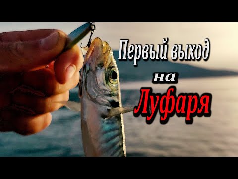 Видео: Первая Ночная Рыбалка на Луфаря в Ялте. Откусанные Бобышки и Погрызанная Ставрида.