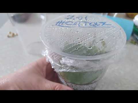 Видео: Бугенвиллия - укоренение без проблем!