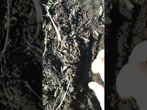 Видео: 23 жовтня 2025 р.