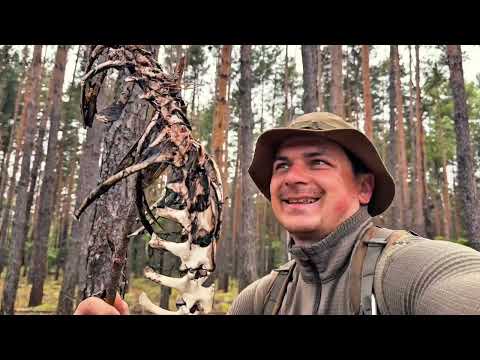 Видео: ЕДА ДЛЯ ВЫЖИВАНИЯ ИЛИ ЧТО МНОЖНО ДОБЫТЬ В ЛЕСУ #выживание #survival #bushcrafttools