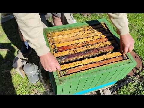 Видео: ПЪРВИ ПРОЛЕТЕН ПРЕГЛЕД НА ПЧЕЛНО СЕМЕЙСТВО.