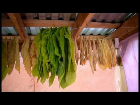 Видео: Как определить зрелость листа.Табак созрел.Готовим листья к ферментации.