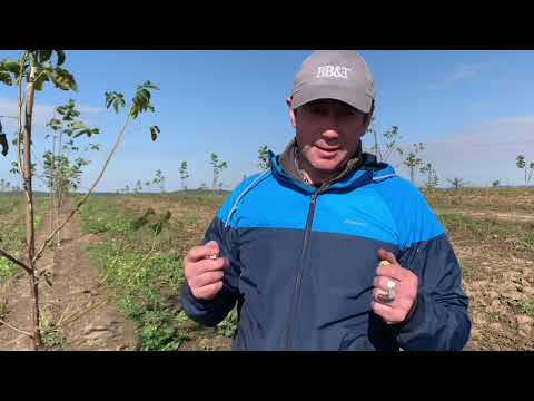 Видео: #Горіх Піщанський, урожай на другий рік#орех #орехи #грецкийорех #сад #workout #урожай #садоводство