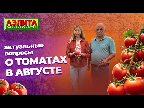 Видео: АКТУАЛЬНЫЕ  ВОПРОСЫ о выращивании ТОМАТОВ в августе!