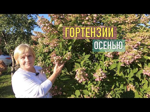 Видео: Гортензии в осеннем саду: говорим о моих любимых сортах, показываю кусты, которым уже за 15 лет