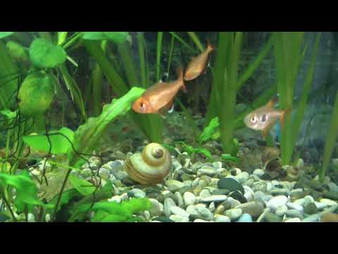Видео: Минор, серпас, красная или кровавая тетра! Огонёк в вашем аквариуме!