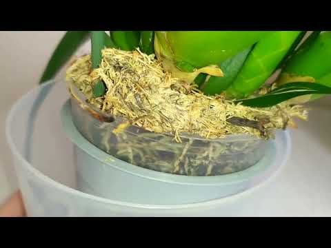 Видео: Брассии🌱 через месяц - изменения, уход🧐