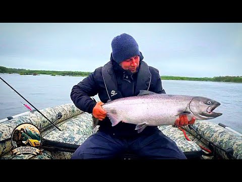 Видео: Чавыча 2023 Рыбалка на Камчатке часть вторая